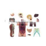 Dual Sex Torso Model Human Body Model Doctor Anatomy Teaching Equipment Puzzle Assembling Toys Wholesale