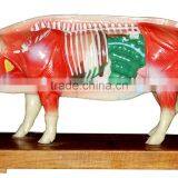 Acupuncture pig model