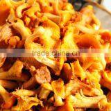 Top Quolity Rare Edible Chanterelles Mushroom Wholesale Price thumbnail-1