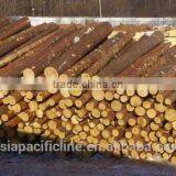 HARDWOOD / LARCH WOOD LOGS TIMBER RUSSIAN ORIGIN thumbnail-2