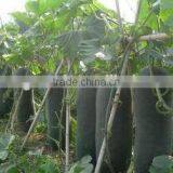 Vegetable Seeds Black Wax Gourd Seeds