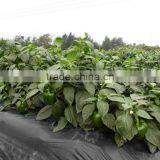 Compound NPK Fertilizer 17-17-17 thumbnail-2