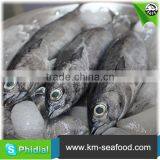 Carton or Woven Bag Packed 18 Months Shelf Life New Frozen Bonito thumbnail-1