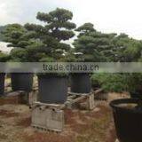 a Heart Feels Relaxed and Professional Garden Decor Japanese BONSAI at Custom Tailoring thumbnail-2