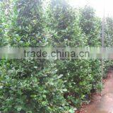 Ficus Microcarpa Shrub Tree thumbnail-4