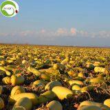 Supply Raw Dried Shine Skin Pumpkin Seed Kernels thumbnail-2