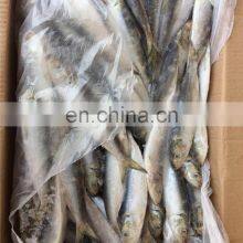 Frozen Sardine Fish Sardinella Longiceps for Bait and Canning thumbnail-5