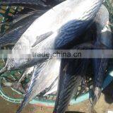 Auxis Thazard Bonito