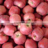 Chinese Huaniu Apple thumbnail-1