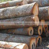 White Birch Logs, Baltic Birch Logs, Latvia Birch Logs for Sale thumbnail-2