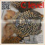 Party Headdress Clothes Decoration Jungle Cock Quality Choice thumbnail-4