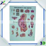 Popular 3d Embossed PVC Anatomical Chart