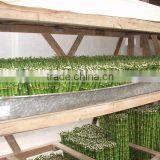 Indoor Plants 50cm Straight Lucky Bamboo Decorative Plant thumbnail-3