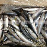 Top Selling 8-10pcs/kg Pacific Mackerel for Market thumbnail-2