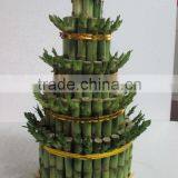 Tower Shape Dracaena Sanderiana Sander thumbnail-3