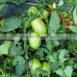 Marina F1 (Pelleted) Hybrid Tomato Seeds thumbnail-4
