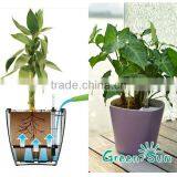 White Round Easy Outdoor Potted Plants thumbnail-1