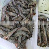 Raw and Live White Shrimp Vannamei thumbnail-1