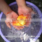 Live Tropical Gold Fish thumbnail-2