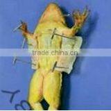 Entomology 2inch Lab Dissecting T Pins thumbnail-3