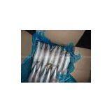 Pacific Mackerel thumbnail-3