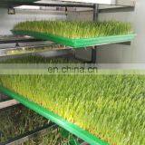 Машина для производства корма для комерческих кроликов / машина для разведения ячменя в гидропонном культивировании продается. thumbnail-6