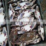 Foods of Crab thumbnail-2