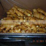 Fresh Ginger thumbnail-1