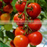 Fresh Tomatoes thumbnail-4