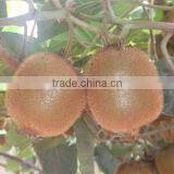 Fresh Fruit Kiwi Fruit 2012 thumbnail-1