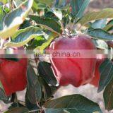 2016 New Crop New Season Huaniu Apple Fresh Apple China thumbnail-4
