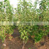 Cherry Tree Seedling thumbnail-2