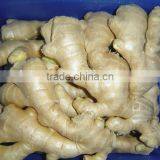 New Crop China Fresh Ginger for Sale thumbnail-4