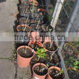 2015 New Omega Grafting Machine Tool With the Survival Rate Over 90% thumbnail-4