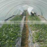 Agricultural Greenhouse Plastic Film thumbnail-1