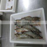 Frozen Shrimp and Fresh Seafood Delivered thumbnail-1