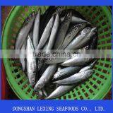 Frozen Round Scad(decapterus Macarellus)