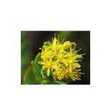 Rhodiola Rosea Extract