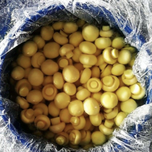 Whole Mushroom Slice Mushroom in Brine or in SO2 in Drum SETA Preservada en Tambor thumbnail-5