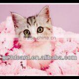 Deep 3D Effect Lenticular Animal 3d Pictures