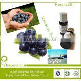 Food Grade Pure Blueberry Powder for Beverage thumbnail-1