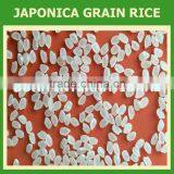 Japonica Round Rice Sales3 @ Vinarice.vn thumbnail-1