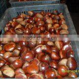 Organic Chestnut thumbnail-4