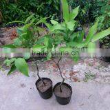 Syzygium Samarangense Tree Seedlings, Java Apple, Semarang Rose-apple, Wax Jambu thumbnail-2