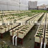 Greenhouse Dutch Bucket Hydroponic for Commercial