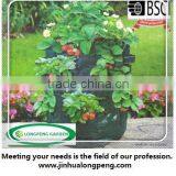 Wholesale PE Garden Strawberry Planter