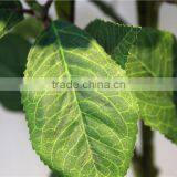 Home and Outdoor Garden Table Wedding Gate Decoration 60cm or 24inches Height Artificial 3 Heads White Flowers E04 0608 thumbnail-3