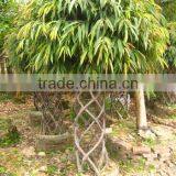 Ficus Cage Shape Ficus Irregularis thumbnail-1