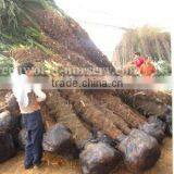 Trachycarpus Fortunei 3m Trunk thumbnail-1