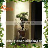 Realistic Mini Bonsai Tree Pot Culture Wholesale thumbnail-3